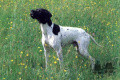 Pedigree VOLNAY DES BUVEURS D'AIR Pedigree VOLNAY DES BUVEURS D'AIR